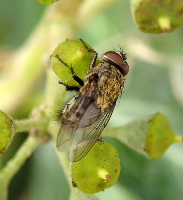 Diptera da id.